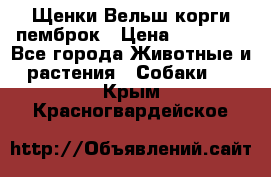 Щенки Вельш корги пемброк › Цена ­ 35 000 - Все города Животные и растения » Собаки   . Крым,Красногвардейское